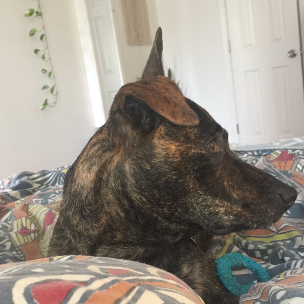 Meet your Posher, Danielle